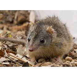 Antechinus mouse on dirt.