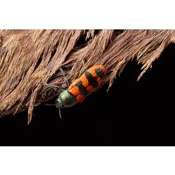 Jewel Beetle.