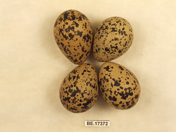 Four bird eggs with specimen label.