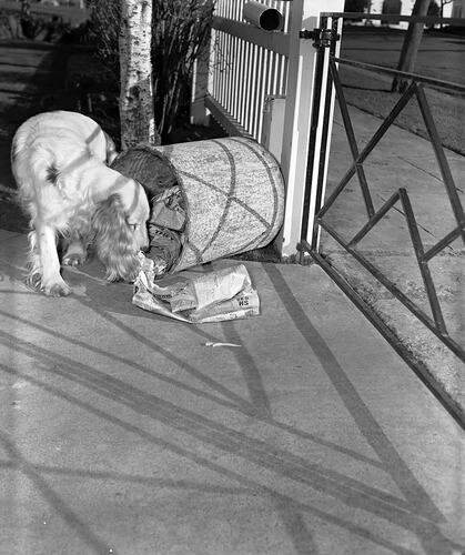 Dog Eating From Rubbish Bin, Melbourne, Victoria, Jul 1958