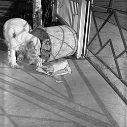 Negative - Dog Eating From Rubbish Bin, Melbourne, Victoria, Jul 1958