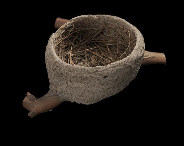 Smooth-walled, bowl-shaped nest on y-shaped branch against black background.