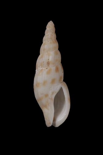 <em>Colubraria bednalli</em>, Bednall's Colubraria, shell.  Registration no. F 179265.