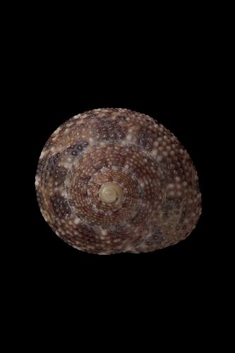 <em>Clanculus limbatus</em>, Keeled Clanculus, shell.  Registration no. F 180037.