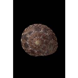 <em>Clanculus limbatus</em>, Keeled Clanculus, shell.  Registration no. F 180037.