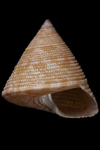 <em>Astele (Astele) armillatum</em>, Jewelled Top Shell, shell.  Registration no. F 178974.