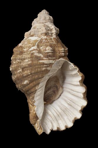 <em>Cabestana spengleri</em>, Spengler's Rock Whelk, shell.  Registration no. F 179992.