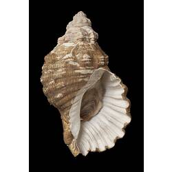 <em>Cabestana spengleri</em> (Perry, 1811)