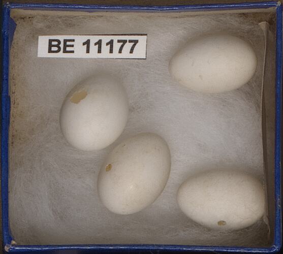Four bird eggs with specimen labels in box.