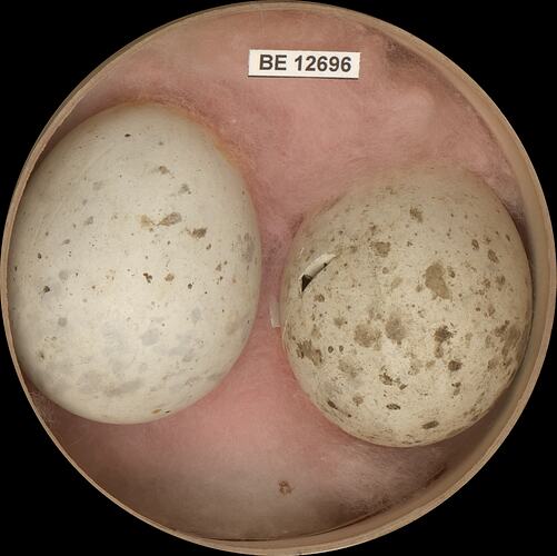 Two bird eggs with specimen label in round box.
