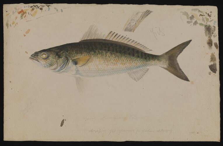 Arripis truttaceus