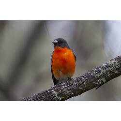 Male Flame Robin on a branch