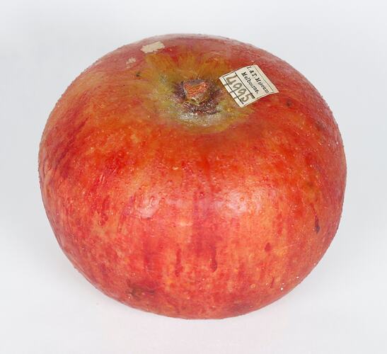 Apple Model - Red Canada, Harcourt, 1903