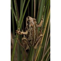 Light brown frog with dark brown patches clinging to plant stalks.