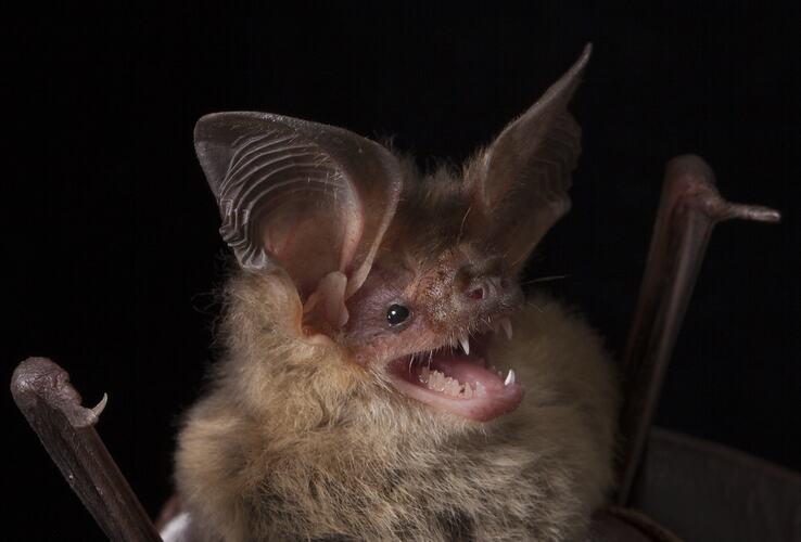 Detail of face of bat with long ears.
