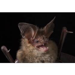 <em>Nyctophilus gouldi</em> Tomes, 1858, Gould's Long-eared Bat