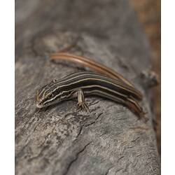 Copper-tailed Skink.