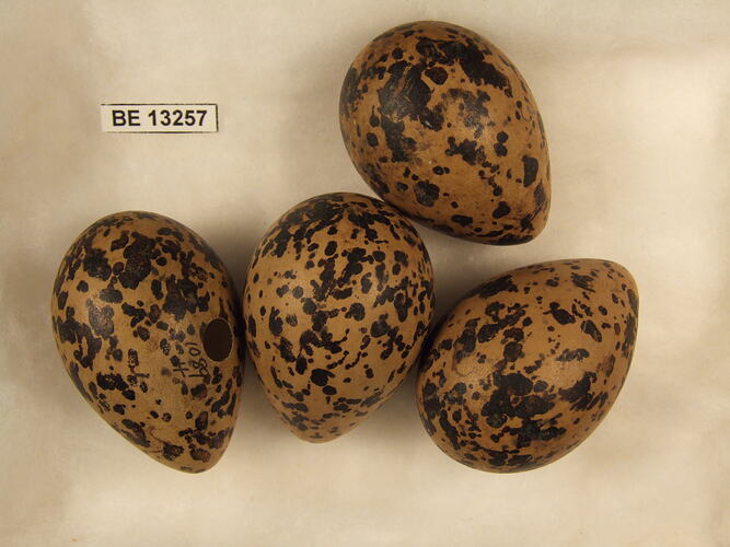 Four bird eggs with specimen label.