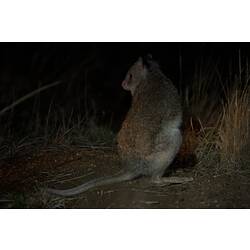 Rear view of Rufous Bettong on hindlegs at night.