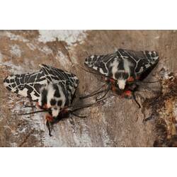 Two black and white moths on bark.