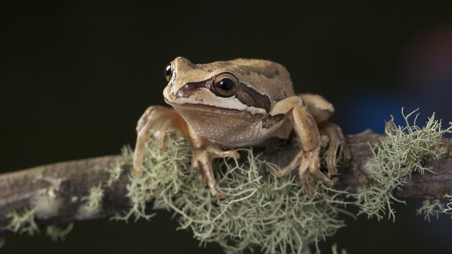 Brown frog sitting on a lichen-covered branch, face-on view.