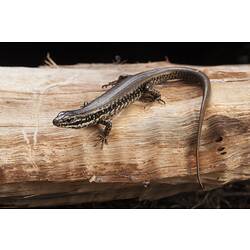 Yellow-bellied Water-skink.