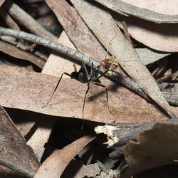 Red-headed spider ant walking over leaf-litter