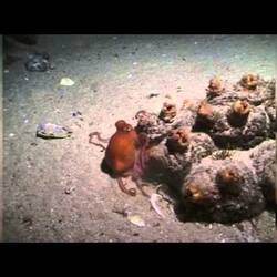 Silent footage of the Southern Sand Octopus, <em>Octopus kaurna</em>.