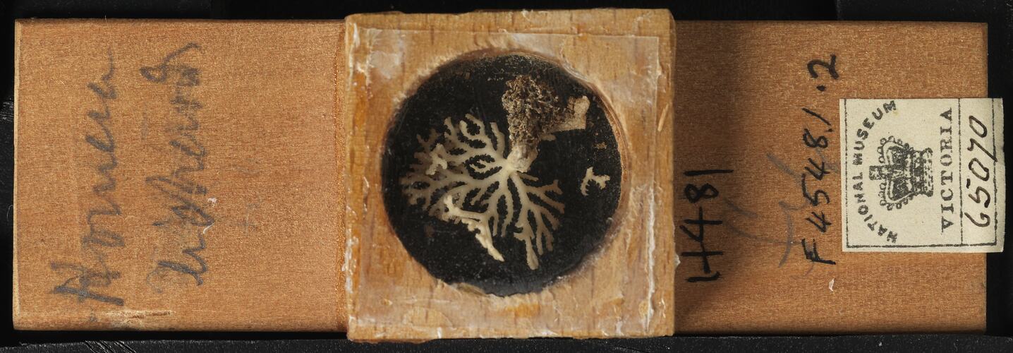 Bryozoan specimen in wooden microslide with handwritten labels.