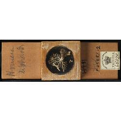 Bryozoan specimen in wooden microslide with handwritten labels.