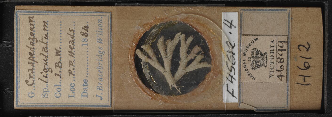 Top view of bryozoan specimen on wooden microslide.