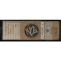 Top view of bryozoan specimen on wooden microslide.
