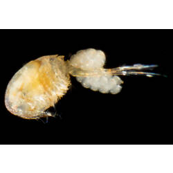 Cream-brown copepod against black background.