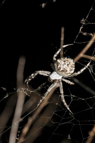 <em>Backobourkia</em> sp., orb-weaving spider. The Heart Morass, Victoria.