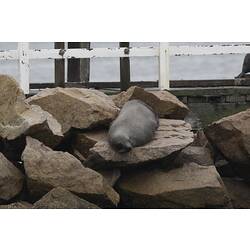 Seal lying on rocks beside a pier.