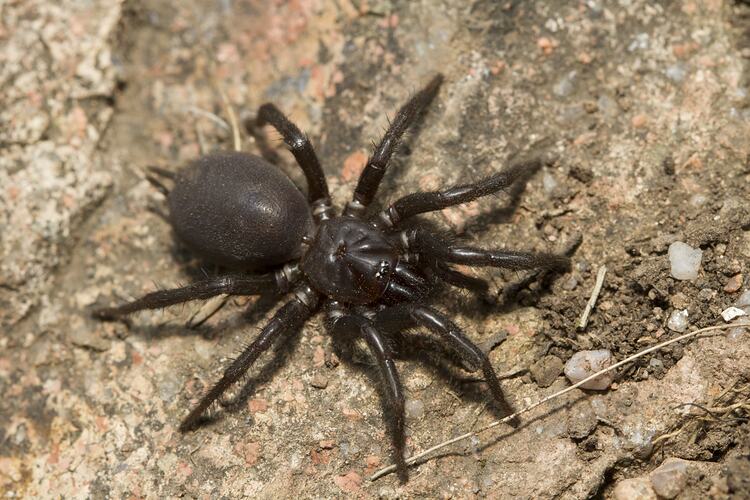 <em>Hadronyche alpina</em>, Australian Funnel-web Spider. Alpine National Park, Victoria.