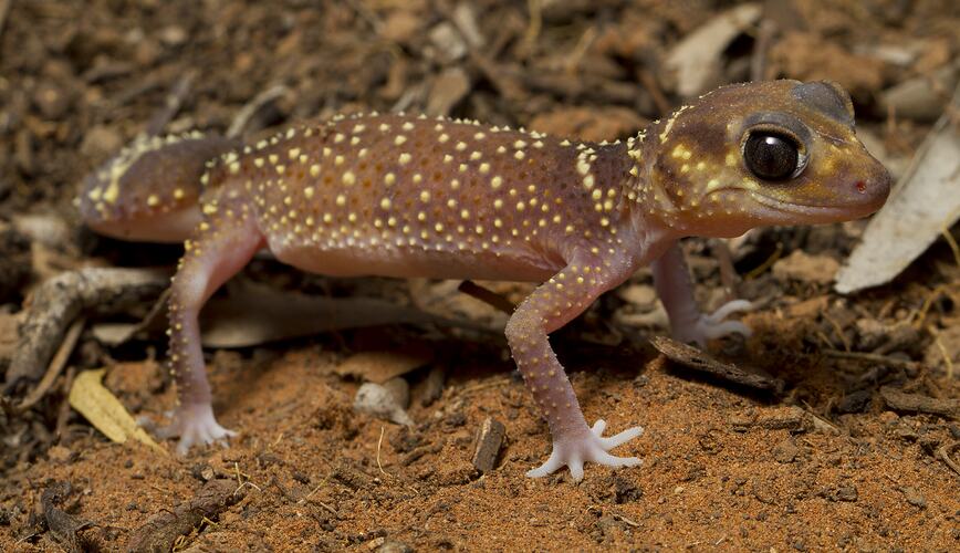 Yellow-spotted gecko on orange mud ground.