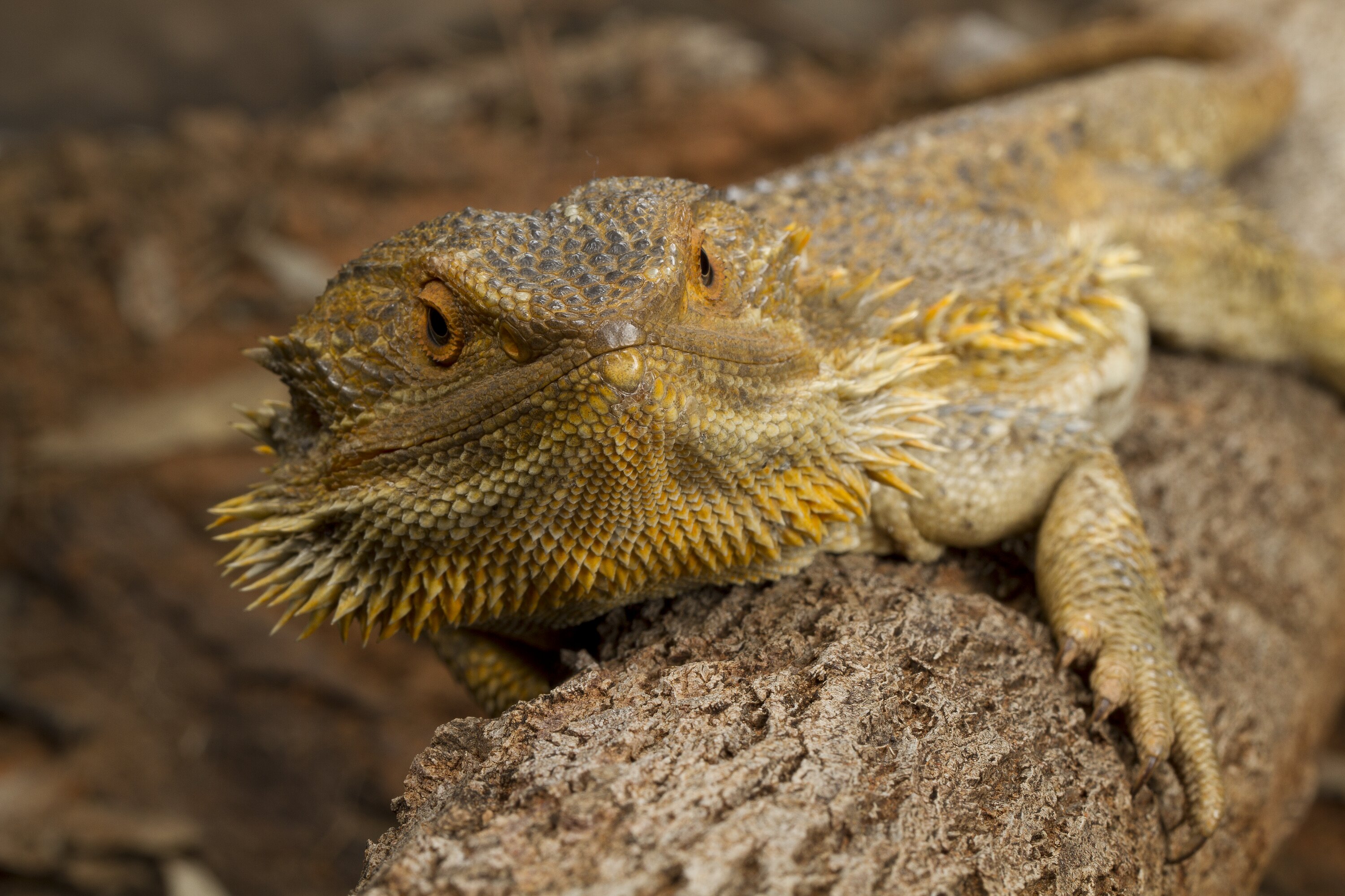 Central Bearded Dragon - The Australian Museum