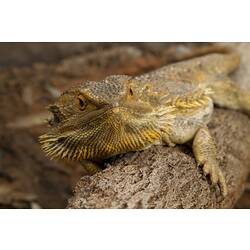 Face-on view of yellow-brown bearded dragon.