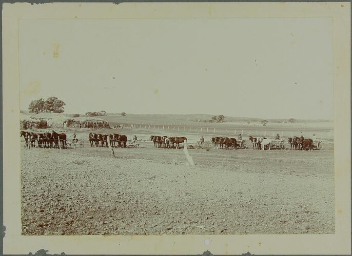 The image depicts a row of horse drawn harrows in a field.