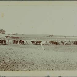 The image depicts a row of horse drawn harrows in a field.