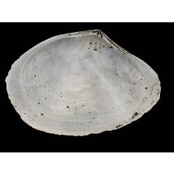 Interior view of single bivalve valve.