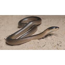 Mitchell's Short-tailed Snake.