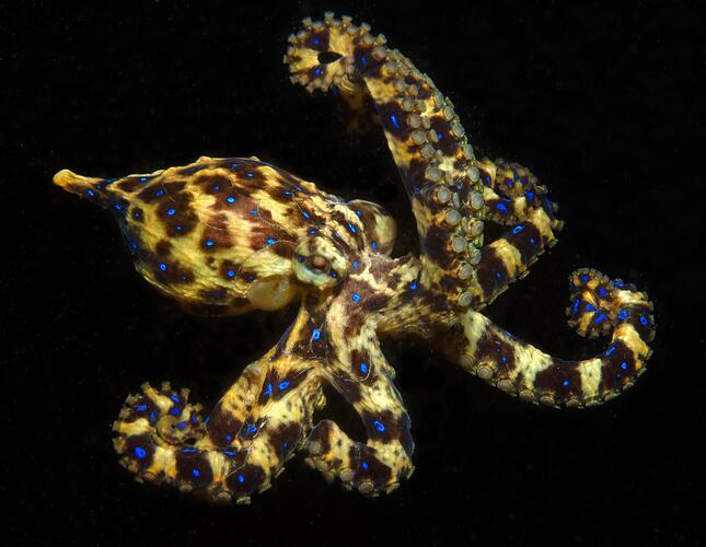 Brown-yellow octopus with vivid blue rings in midwater against black background.