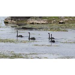 Black Swans on weedy lake.
