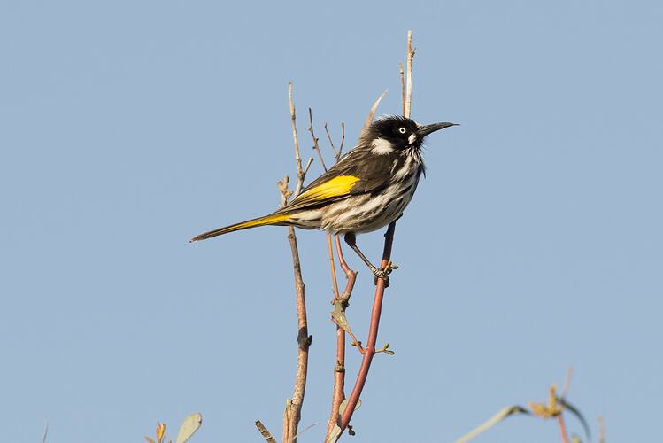 Black, white and yellow bird on branch.