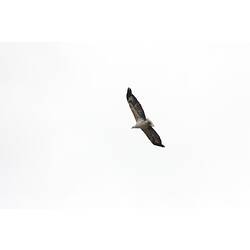 <em>Haliaeetus leucogaster</em>, White-bellied Sea-eagle, juvenile. Gippsland, Victoria.