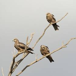 Three brown kites sitting on bare branches.