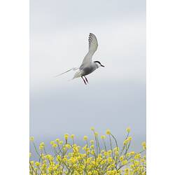 Whiskered Tern.