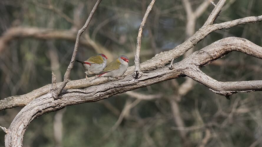 Two small birds with red faces sitting on branch.